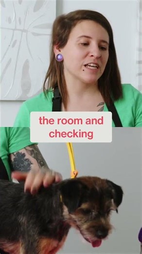 The border terrier is proof that communication comes in all forms