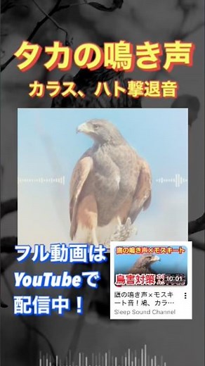鷹の鳴き声×モスキート音！鳩、カラスなどの鳥害対策に【超音波】