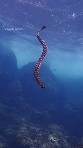 32K views · 795 reactions | : bugDreamer.com · There are about 60 recognized species of sea snakes throughout the ocean. They are found mostly in the warm tropical waters of the Indian Ocean and the western Pacific Ocean. Sea snakes are thought to be the most abundant venomous reptiles on the planet, but they are not known to be aggressive toward humans unless seized or harassed. | Ocean Conservation Research - OCR | Facebook