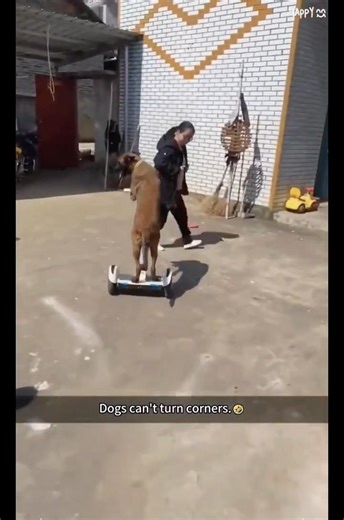 Dog Fails compilation #dog #dogshorts #funny #dogs #fail #youtubeshorts #pets