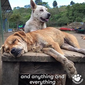 You could call her a crazy dog lady, (she does have over a thousand stray dogs), but this devoted animal lover has given them the best possible life. | IGButik