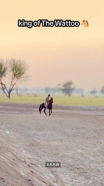 #stallion: king of the Wattoo 🐴 #rider :@🚩Sardar_Ali_wattoo🚩 #Ak❤️ #love @Mehrvi.Naseervi.Club #tentpegging #horsedance #shootingvolleyballlovers🏐🏐