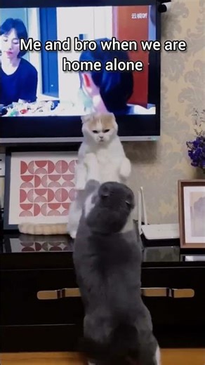 Brother 🤣 #funny #brothers #memes