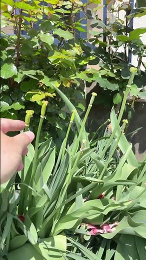 Pruning tulips after they bloom on April 25th is done so they'll bloom beautifully again next year!