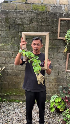 Transforming Houseplants into Living Wall Art