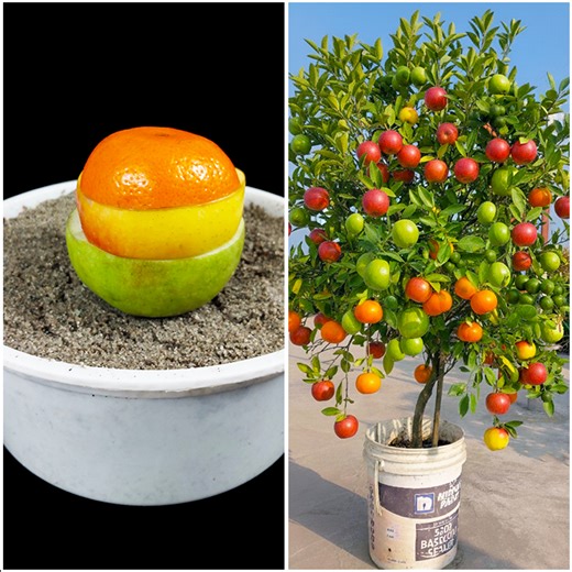 3 different fruit grow at some plant || Step by step guideline in this video | DIY IndoorGarden