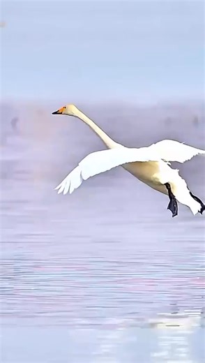 What a Great landing technique taught by Nature to a bird with clear application of Aerodynamics. Short finals, Gears down, thrust Reversers Activated ! Perfect touchdown ! 😍 | Hotel Gateway Asansol