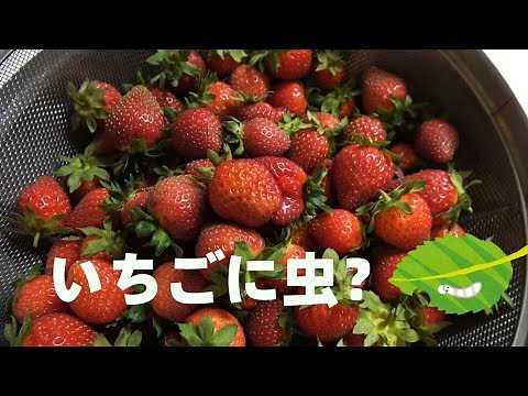 虫が出てくる方法とやらを試してみた。