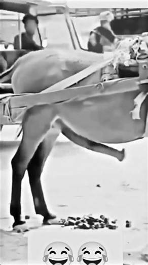 Jungle Love 🦁❤️ | Wildlife Love Story🐎 #shorts #wildlifelove #naturelove #animalbond #viral