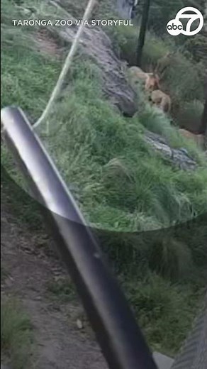 Footage captures moment 5 lions escape enclosure at Sydney Zoo