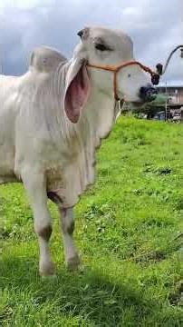 Quality ganadorin #baka #cow #cattlebreeding #juniorbulls #animals