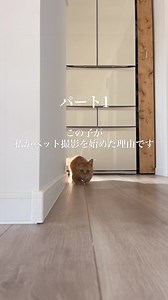 ペット出張撮影「しっぽのきおく」開始