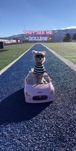 They see me rolling 😎 Please like, follow and share for more content! #dog