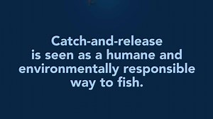 Catch and release traumatizes fish and kills many of them. The ones lucky enough to survive may have trouble eating due to the mouth injury from the fish hook. More info: https://buff.ly/2OefKBo | Let Fish Live