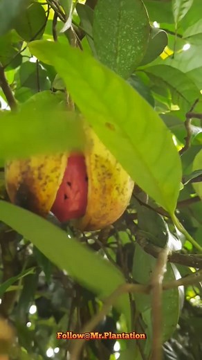 From seed to spice – the journey of nutmeg farming! 🌿✨ Watch how this aromatic treasure is grown, harvested, and processed. #NutmegFarming #SpiceOfLife #NutmegFarming #OrganicFarming #SpiceHarvest #FarmLife #Agriculture #SustainableFarming #GrowYourOwn #FarmingCommunity #NatureLovers #FarmToTable #Agribusiness #FoodProduction #GreenGrowth #FarmFresh #ecofarming | MrPlantation