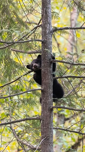 1K views · 2.8K reactions |  2 tiny black bear cubs learning how to climb a tree. The cubs had recently left their den and were exploring the forest while mama bear fed on the spring sedge grass. So adorable to witness. British Columbia, Canada. . . . . . . #blackbears #bearcubs #babybears #sharecangeo #blackbearcubs #wildlifevideos #bears #bearvideos #blackbearcub #bearcub #blackbear #exploreBC #britishcolumbia #canada | Tony Joyce Photography | Facebook