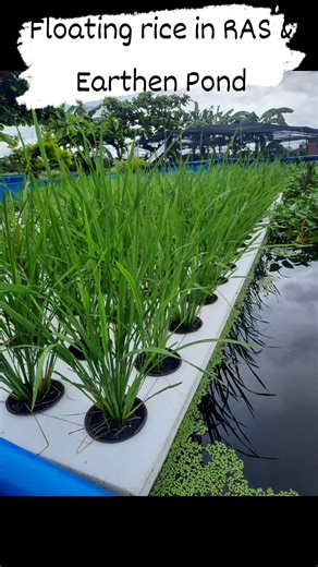 Technology verification on Recirculated Aquaculture Sytem and Earthen pond production with floating rice. This will verify the role of rice in the water system and yield | BFAR - NFFTC Organic Aquaculture