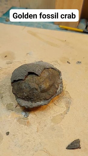 Fossil crab turned to fool's gold #fossil #gold | Mamlambo Fossils