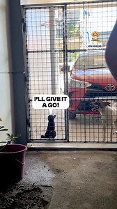 518K views · 4.7K reactions | The dog left the cat stranded  | Fluffy Animals | Facebook