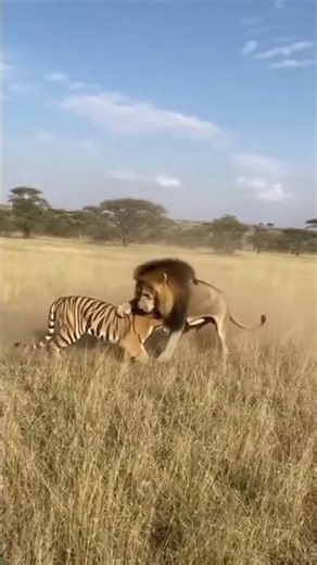 Lion vs Tiger: Clash of Titans: Who Wins? #short #lion #tiger #savannah #animalfight #viral #nature