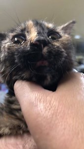 1.5K views · 230 reactions | Send your positive vibes for Ladybug....