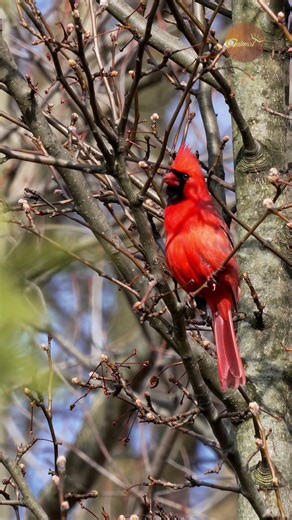 Eye Contact: The bold stare of a Red Cardinal