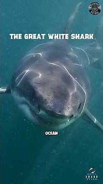 Great White vs Orca vs Sperm Whale #shorts