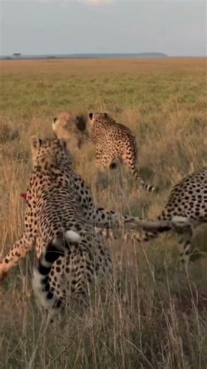 When You Can't Take a Hint | Even After Getting Chased Away