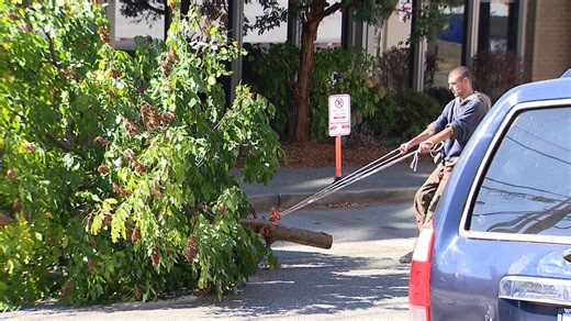 Man drags 25-foot tree through streets of Ballard