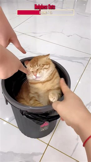 Powerless Cat Moments | Algorithm Cleanse