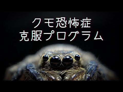 【medical treatment】Arachnophobia Overcoming Program