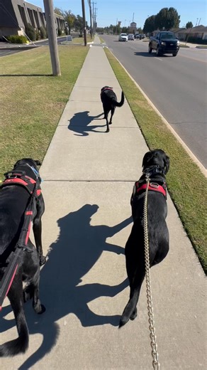 🩷Momma Okie🐾 guiding the littles and modeling appropriate off leash sidewalk etiquette. Good girl Okie 🩷🐾 EXCELLENT JOB | Okie Girl Dog Training