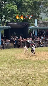 1M views · 14K reactions |  domba siapa nih ? #sukadombaofficial #dombagarut #domba #sheep #goat #winterseason | Neng Wullan Sari | Facebook