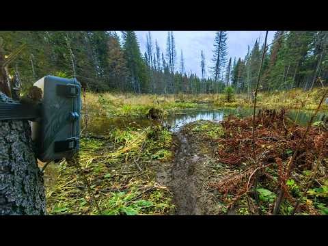 I found an unusual TRAIL by a forest pond and left a CAMERA TRAP! Look who's walking here!