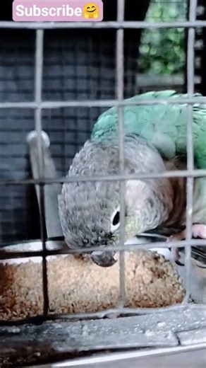 pineapple Conures ❣️❣️❤️❤️#birds #petslovers #petslovers #birdsinlove#affection #mmgoldenfeathers