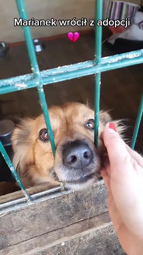 Marianek wrócił z adopcji 💔 Serce pęka i nam i jemu... #schroniskodisel #disel #niekupujadoptuj #shelter #adoptdontshop #adoptme #dog #love