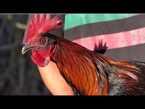 Top Brown Red Broodcocks In the Gamefowl