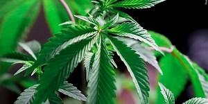 Referendum to legalize marijuana voted on by Eastern Band of Cherokee Indians