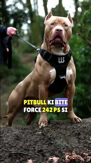 PITBULL Vs BOXER Real Fight Comparsion | Dog Fight Who will Win | Wildlife Claws #dog