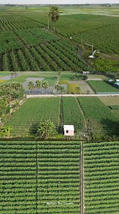 570K views · 10K reactions | কুমিল্লায় টমেটোর রাজ্য  কুমিল্লার...