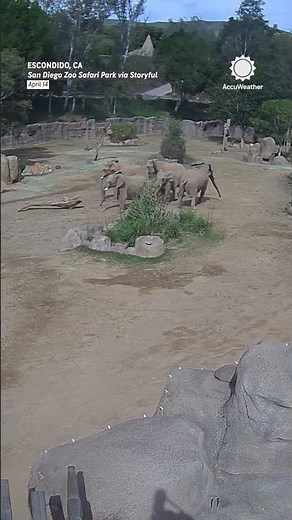 Elephants Form "Alert Circle" to Protect Young During Earthquake