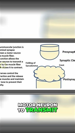 Neuromuscular Junction Disorders: Causes and Types #shorts