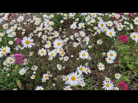 Closeup video of leucanthemum vulgare flowers gently moving in the wind in summer with bird sound.