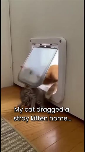 Mother cat take and rescued small ktty popcat like her own baby.#popcat #cat #catmother