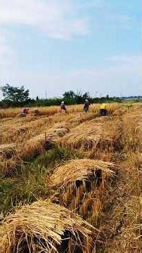 Manual rice harvesting ‪@KavyasKahani‬