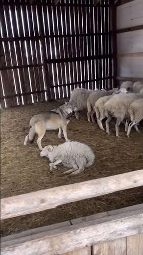 Wolf Attacking Sheep… Until This Happend😱