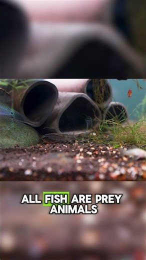 Are You Scaring Your Fish?