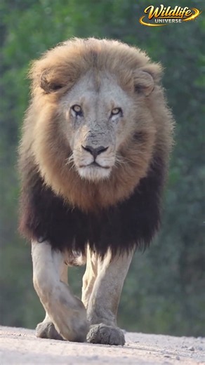 From Cub to King: A Lion's Dream Comes True 🦁