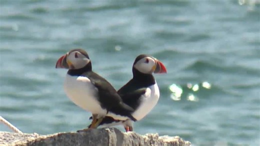 Project Puffin: A 50-year triumph that brought puffins back to Maine
