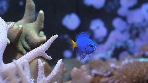 33 reactions | The Yellowtail Damselfish is such a beautiful species! We've had our group - which now live in our large, 125 gallon reef tank - for almost 10 years, and they're still as wonderful as the day we got them! Do you keep damselfish in your reef tank? | Fluval | Facebook